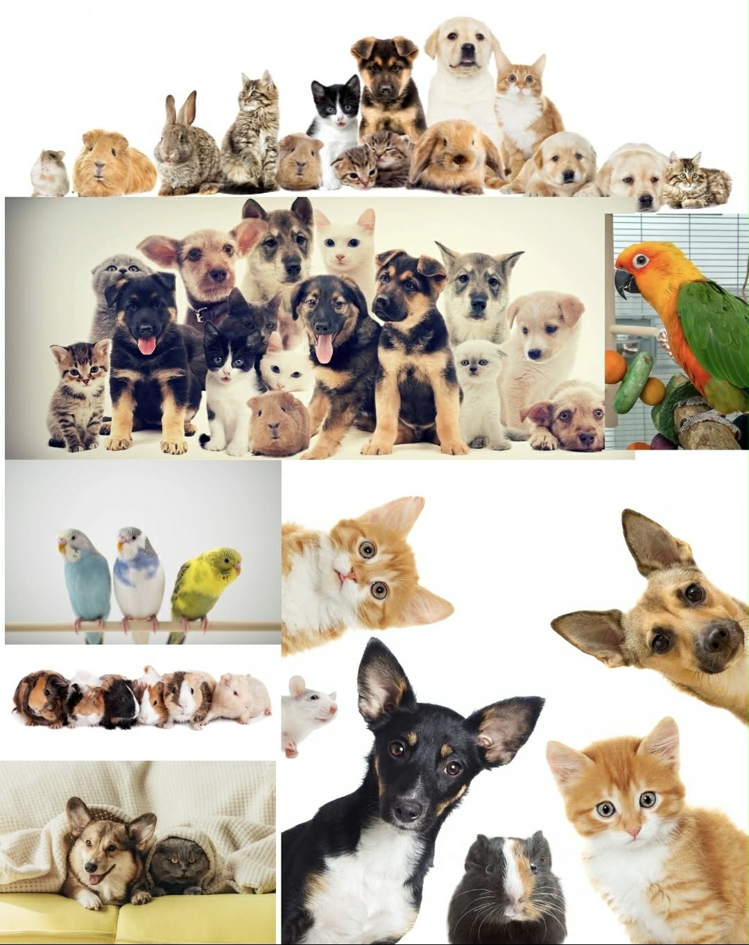 Happy pets